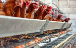 MBG Serap Telur Lebih Banyak, Peternak Ayam Kelola Stok dan Keuangan Lebih Mudah Pakai Accurate Online