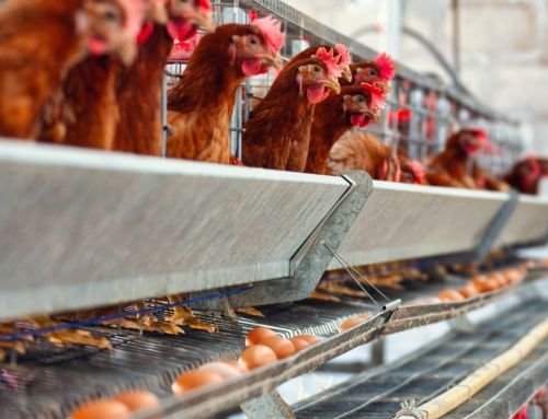 MBG Serap Telur Lebih Banyak, Peternak Ayam Kelola Stok dan Keuangan Lebih Mudah Pakai Accurate Online